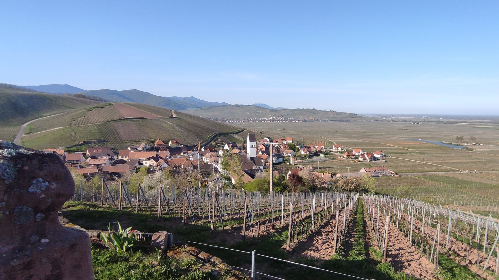 Vignobles alsaciens