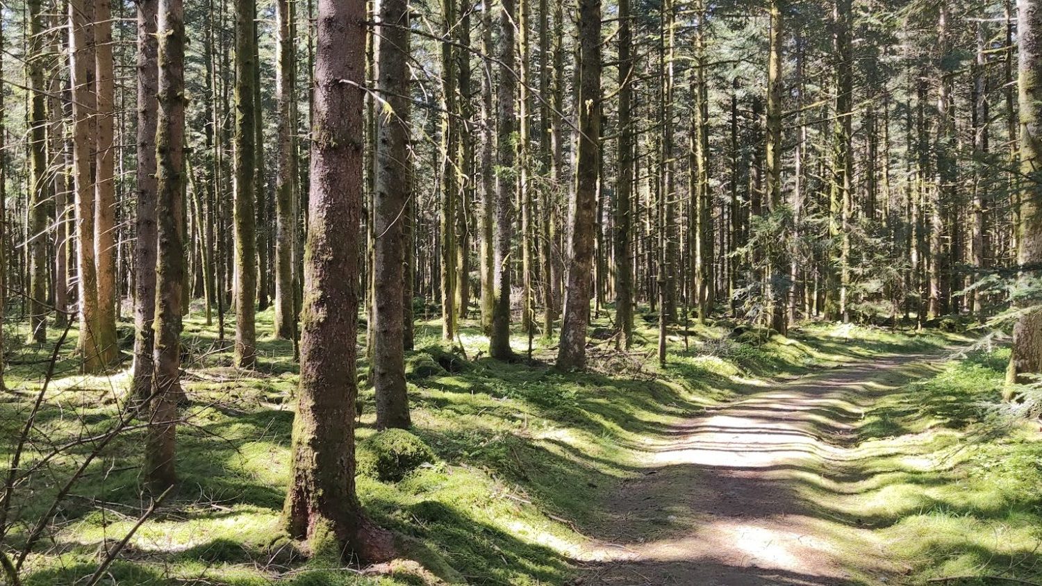 Forêt de sapins vosgiens