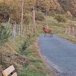 Cerf chalet