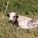 Vache vosgienne chalet